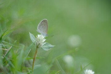 Butterfly perching on leaf as background