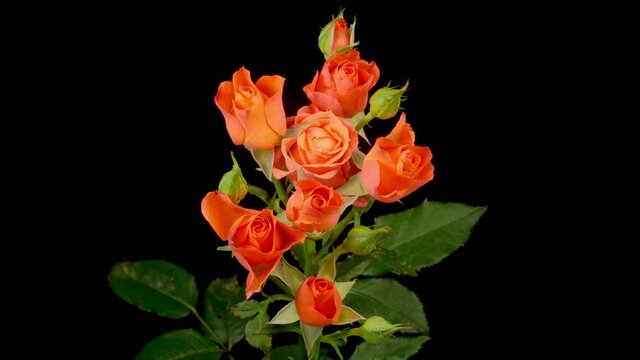 Roses Blossoms. Beautiful Time Lapse of Opening Orange Roses Flowers on Black Background. 4K.