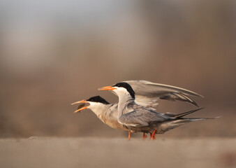 White-cheeked Tern feeding his mate at Asker marsh, Bahrain