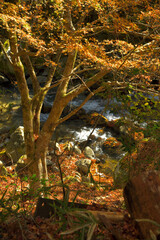 赤く色付き始める紅葉