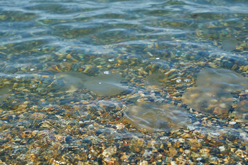 Small sea jellyfish. Jellyfish swim in sea water.