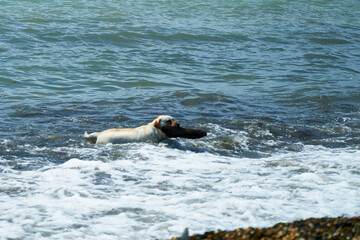 Dog playing with a stick by the sea. A dog brings a stick thrown into the sea.