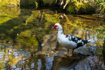 Image of a duck in an artificial pond in the park.