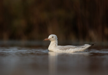 Slender-billed gull at Asker marsh, Bahrain
