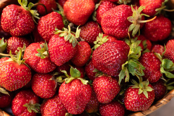 strawberries are deliciously red.Strawberry background,agriculture, harvest