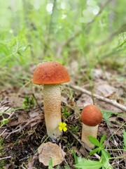 aspen mushrooms with bright orange caps in the forest on the background of moss, fallen leaves and grass.orange boletus. Beautiful Natural Wallpaper