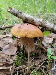 aspen mushrooms with bright orange caps near a tree branch in the forest on the background of moss, fallen leaves and grass.orange boletus. Beautiful Natural Wallpaper