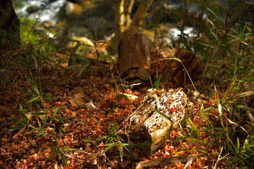 赤く色付き始める紅葉