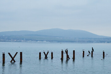 The image of a cormorant and seagulls sitting on stilts.