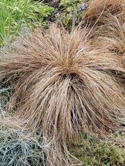 Buchanan sedge or Carex buchananii with a shock of hairy evergreen leaves with a copper-bronze color. an unusual plant with brown leaves. floral wallpaper