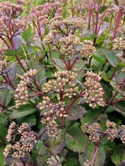 Sedum Black Jack or Hylotelephium spectabile inflorescences with red stems and green leaves close up. floral wallpaper