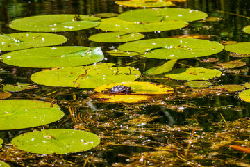 Painted turle (Chrysemys picta) warming in the sun on a log in the Bird Sanctuary on the Toronto Islands
