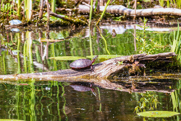 Painted turle  (Chrysemys picta) warming in the sun  on a log  in the Bird Sanctuary on the Toronto Islands 