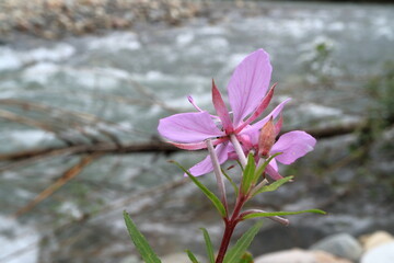 The flower on the shore of a mountain river.