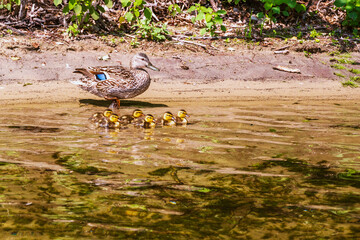 A mallard duck hen and her clutch of dcklings at the waters edge on the Toronto Islands on a June morning.