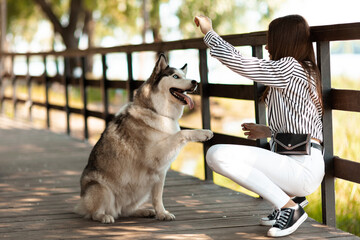 The girl trains the dog to give a paw. Obedient husky, spending time with your pet. - obrazy, fototapety, plakaty