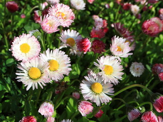 Image of spring flowers. Wild asters.