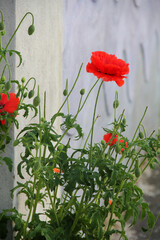 Klatschmohn