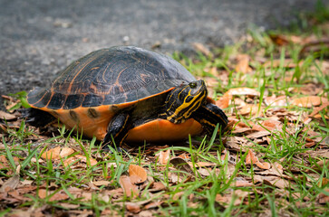 Yellow Bellied Slider Turtle basking on log at Okefenokee wetlands in Folkston Georgia.
