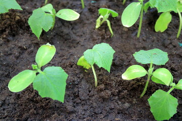 Young shoots of vegetables on the ground.