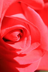 Image of rose petals.