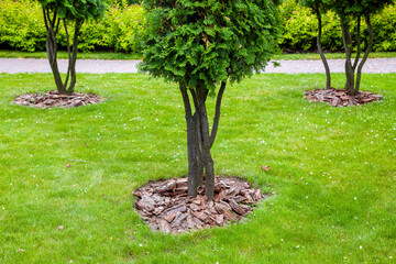 Mulching from the bark of trees around the thuja trees on green lawn, landscaping of growth...