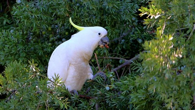 Sulphur yellow crested white cockatoo feeding feeding in a Sydney Suburban Park NSW Australia