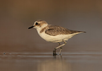 Closeup of  Kentish Plover at Asker Marsh, Bahrain