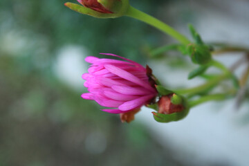 trailing ice plant flower macro photo