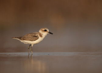 Kentish Plover at Asker Marsh, Bahrain