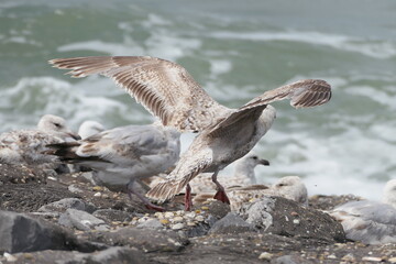 A juvenile European herring gull (Larus argentatus) flapping its wings, about to take off from a...