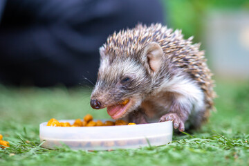 cool one hedgehog eats on the green grass © Vyacheslav