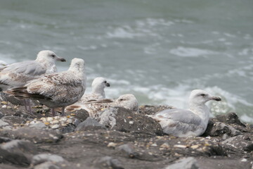 A colony of European herring gulls  (Larus argentatus) resting on a rocky coastal embankment with waves breaking on the sea in the background. A group of juveniles and a sub-adult bird.