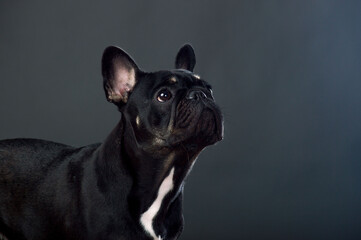 Black French Bulldog