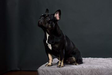 Black French Bulldog