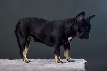 Black French Bulldog