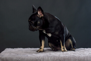 Black French Bulldog