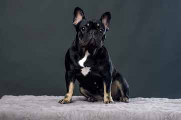 Black French Bulldog
