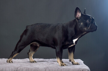 Black French Bulldog