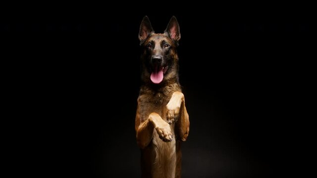 Shorthair brown malinois bard dog standing on back legs on black background. Trained Belgian shepherd puppy performing a command. Domestic animal training in studio, purebred gun dog.