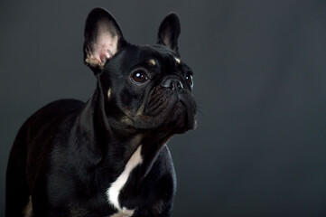 Black French Bulldog