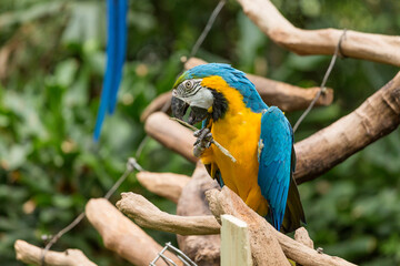 The lovely parrot in the zoo