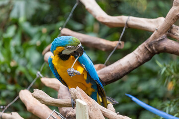 The lovely parrot in the zoo