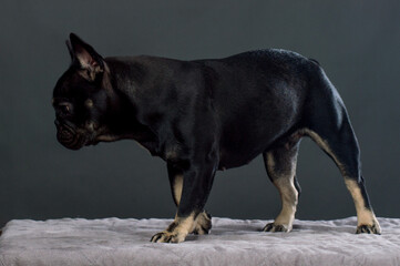 Black French Bulldog