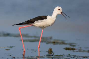 black-winged stilt