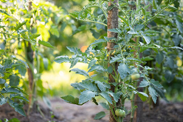 Tomatoes growing on branch, fresh tomatoes grow in a greenhouse, close-up