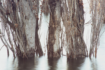 flooded poplar trees in the lake abstract background nature