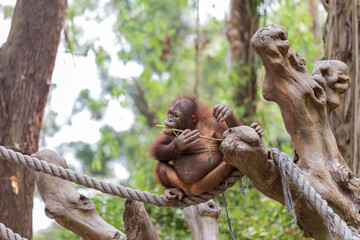 An orangutan at the zoo
