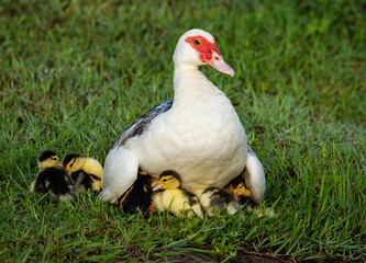 Mother Muscovy Duck with Ducklings
