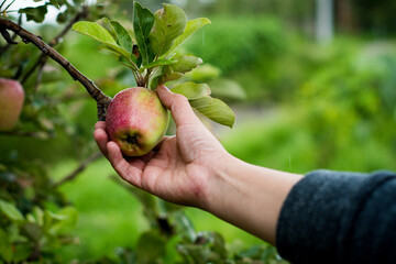 Hand taking an apple from the tree.
